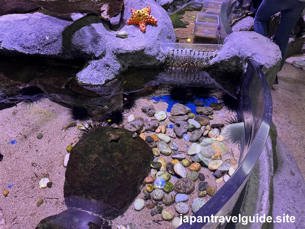 ロックプールエリア:シーライフ名古屋の水族館の見どころを全部紹介します(5)