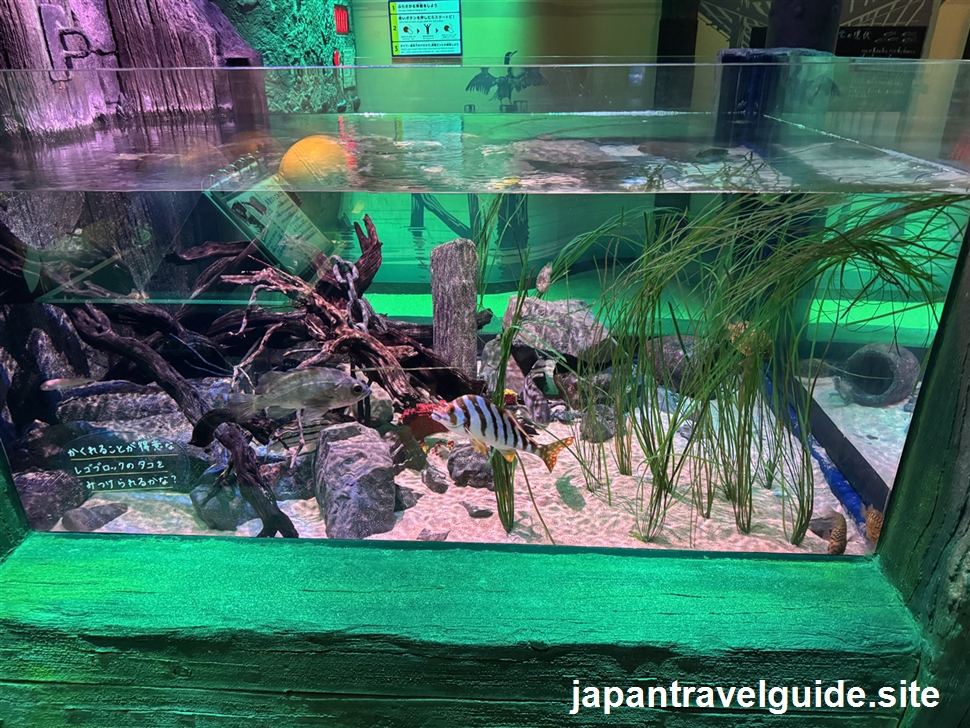 港エリア:シーライフ名古屋の水族館の見どころを全部紹介します(6)