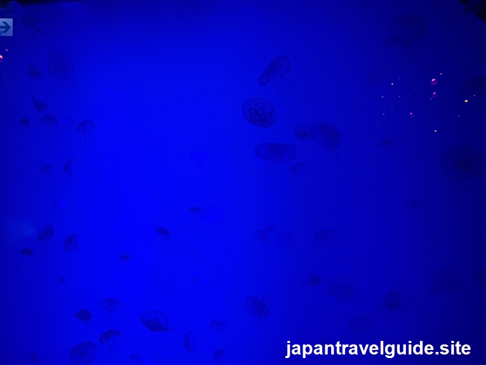 クラゲの海:シーライフ名古屋の水族館の見どころを全部紹介します(2)