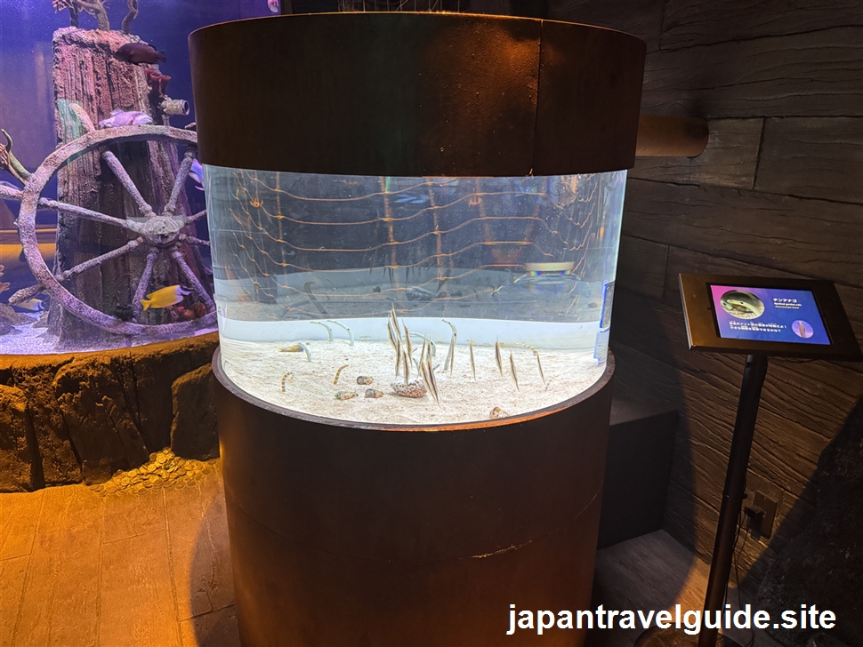 沈没船エリア:シーライフ名古屋の水族館の見どころを全部紹介します(4)