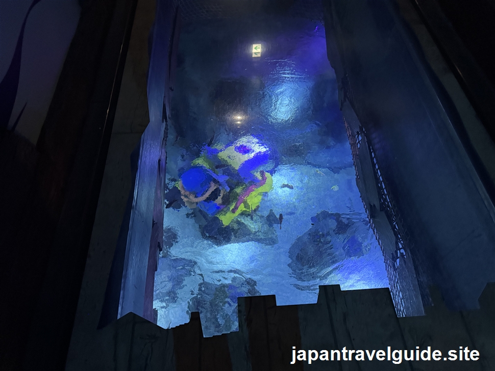 沈没船エリア:シーライフ名古屋の水族館の見どころを全部紹介します(22)